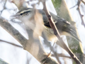 Hume's Leaf Warbler